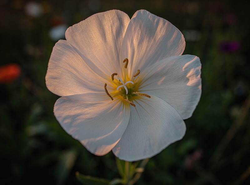 Macro of a large white evening primrose flower in bloom at dusk with delicate petals soft warm twilight light